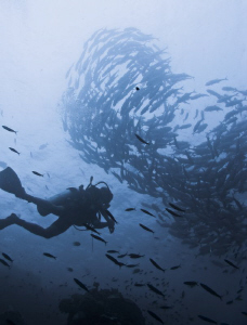 Jackfish of Balicasag Philippines > http://www.youtube.co... by Jun Lao 